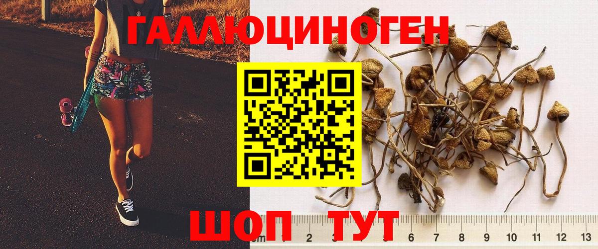 Галлюциногенные грибы GOLDEN TEACHER  Вход с VPN  Йошкар-Ола 